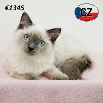 Ragdoll kittens – zacht van aard, groots van charme beschikbaar voor biedingen