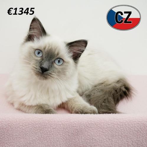Ragdoll kittens – zacht van aard, groots van charme, Dieren en Toebehoren, Katten en Kittens | Raskatten | Langhaar, Meerdere dieren