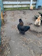 Zijdehoen haan, Dieren en Toebehoren, Mannelijk, Kip