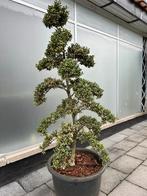 Tuinbonsai, Jardin & Terrasse, Plantes | Arbres, Enlèvement, En pot, Autres espèces, 100 à 250 cm