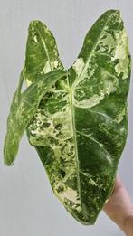 Alocasia Longiloba Variegata knol, Ophalen of Verzenden
