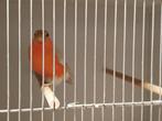 Distelvinken en goudvinken, Dieren en Toebehoren, Vogels | Overige Vogels, Meerdere dieren, Wildzangvogel