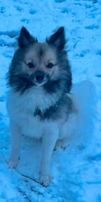 Wolfspitz x Japanse Spits, Dieren en Toebehoren, België, Particulier, 15 weken tot 1 jaar, Parvo