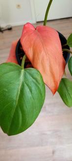 Begonia summer glorie, Huis en Inrichting, Kamerplanten, Ophalen