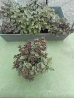 planten, Tuin en Terras, Planten | Tuinplanten, Ophalen of Verzenden, Vaste plant, Overige soorten, Halfschaduw