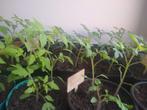 planter des tomates, Enlèvement