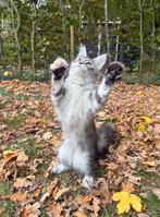 Uitzonderlijke Kleur – Russische XXL Maine Coon, Dieren en Toebehoren, Poes, Gechipt, 0 tot 2 jaar