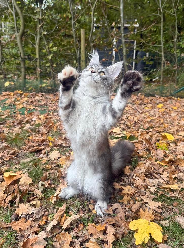 Uitzonderlijke Kleur – Russische XXL Maine Coon, Dieren en Toebehoren, Katten en Kittens | Raskatten | Langhaar, Poes, 0 tot 2 jaar