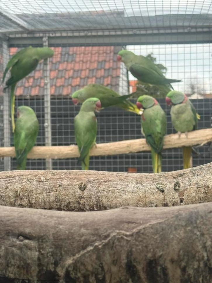 Vogels, Animaux & Accessoires, Oiseaux | Perruches & Perroquets, Perruche, Plusieurs animaux, Bagué