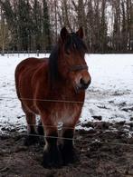 Trekpaard, Dieren en Toebehoren