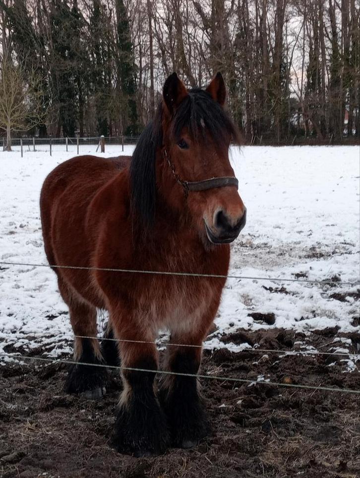 Trekpaard, Dieren en Toebehoren, Paarden
