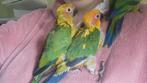 Conure soleil et jandaya