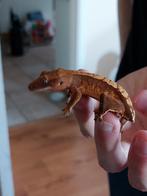 wimpergekko ongesext, Dieren en Toebehoren