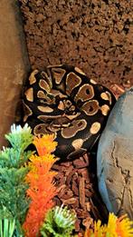 Ball python