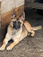 Duits/mechelaar waakhond 2 jaar, België, Fokker | Hobbymatig, CDV (hondenziekte), 1 tot 2 jaar