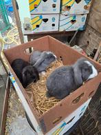 Franse hangoren, Dieren en Toebehoren, Konijnen