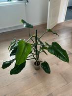 Philodendron Angustialatum, Huis en Inrichting, Kamerplanten, Ophalen