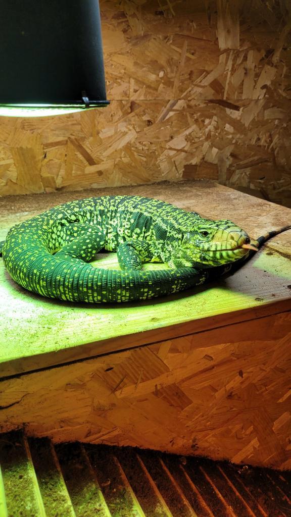 Argentijse teju +terrarium +decoratie, Dieren en Toebehoren, Reptielen en Amfibieën, Met terrarium, Tam