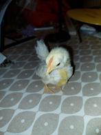 Serama haantjes, Dieren en Toebehoren