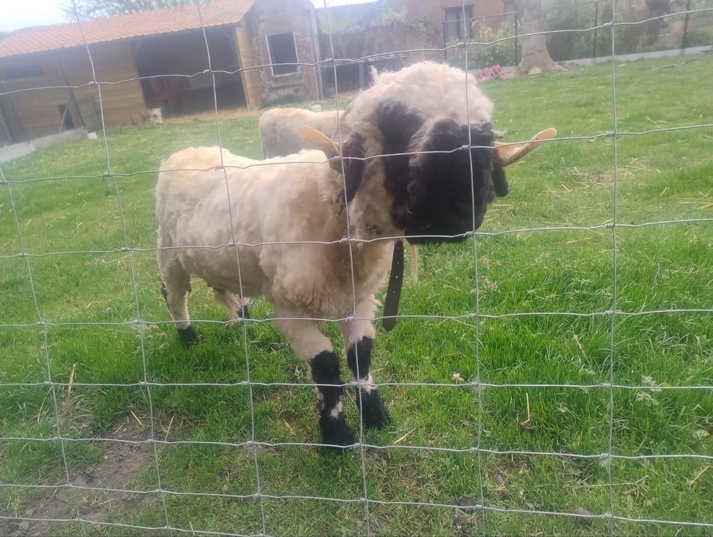 Walliser Schwarznase ram te koop, Dieren en Toebehoren