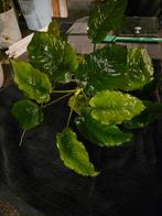 Anubias plant XL (bieden of ruilen), Dieren en Toebehoren, Ophalen, Nieuw, Plant(en), Steen of Hout