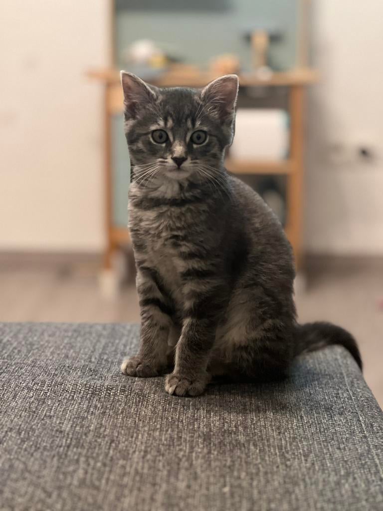 Hallo, Ik ben cocino en zoek een nieuwe baasje, Dieren en Toebehoren, Geslacht onbekend, Kortharig, 0 tot 2 jaar