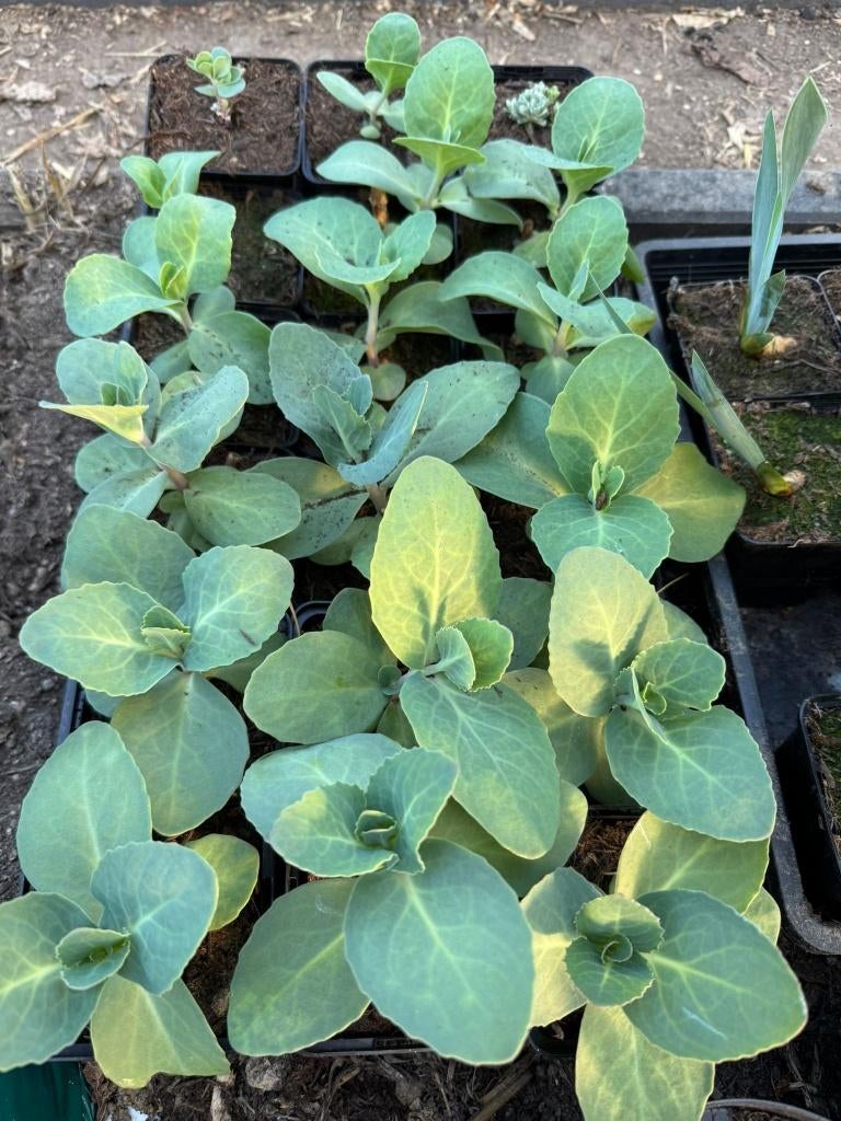 Hemelsleutel - Sedum 'Matrona', Jardin & Terrasse, Plantes | Jardin, Autres espèces, Plein soleil, Été, Enlèvement