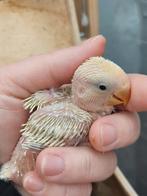 Agapornis roseicollie baby creme kleur handtam, Dieren en Toebehoren