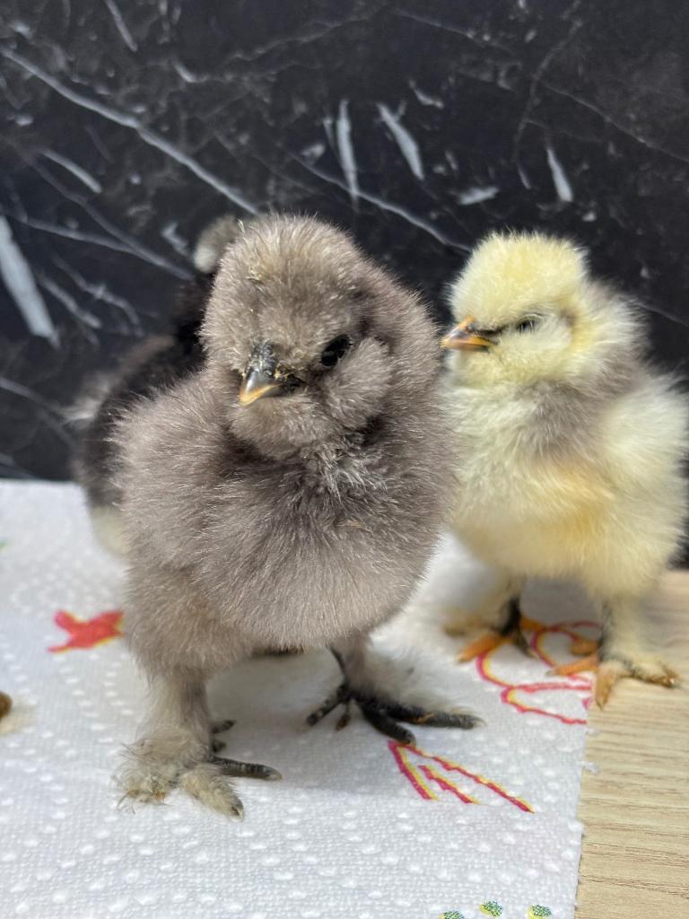 Kuikens zijdehoen zoeken een nieuw huisje, Dieren en Toebehoren, Geslacht onbekend, Kip