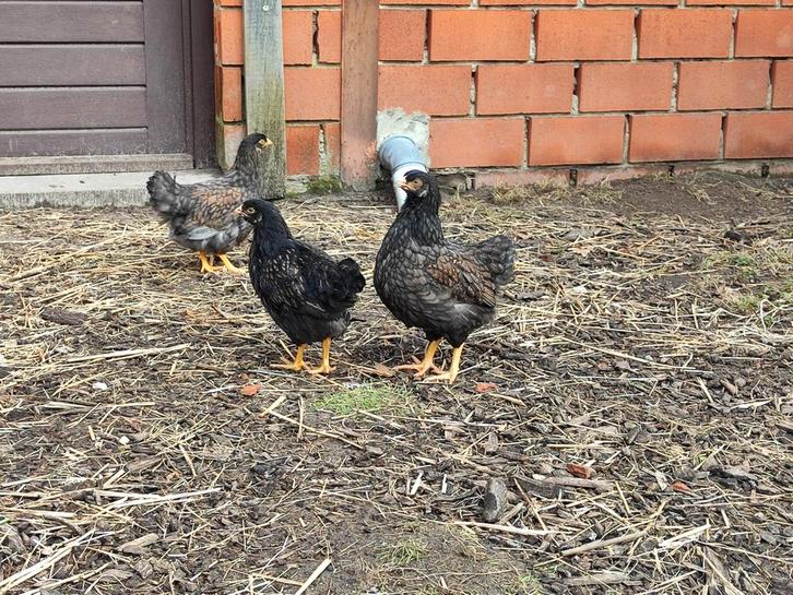 Barnevelder. Jonge hennen. groothoender, Dieren en Toebehoren, Pluimvee