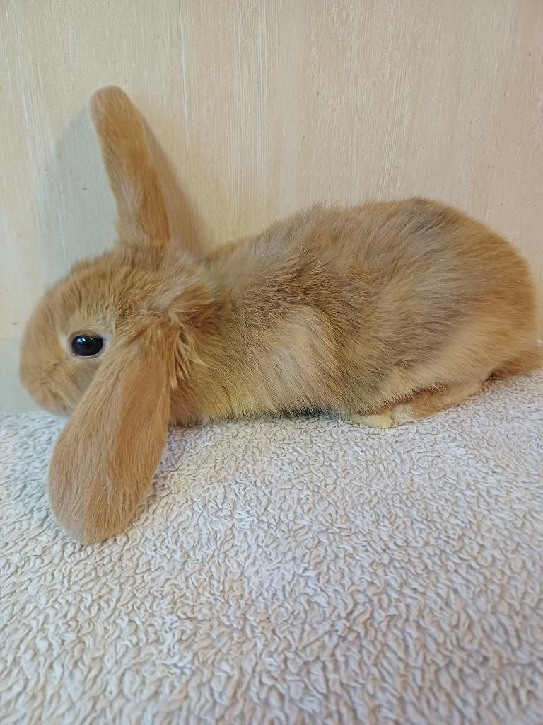 Oranje voedster franse hangoor, Femelle, Grand, Oreilles tombantes, 0 à 2 ans