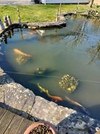 verschillende vissen, Carpe ou Koï