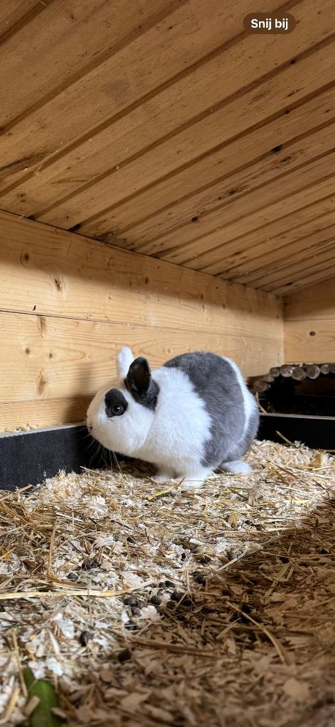 Gecastreerde ram, Mâle, Petit, 0 à 2 ans