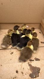 Eenden kuikens, Dieren en Toebehoren