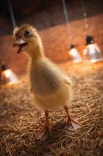 Loopeendenkuikens allemaal hennetjes beschikbaar