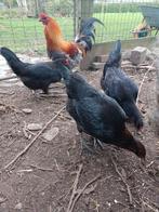 Broedeieren Brugse Vechter