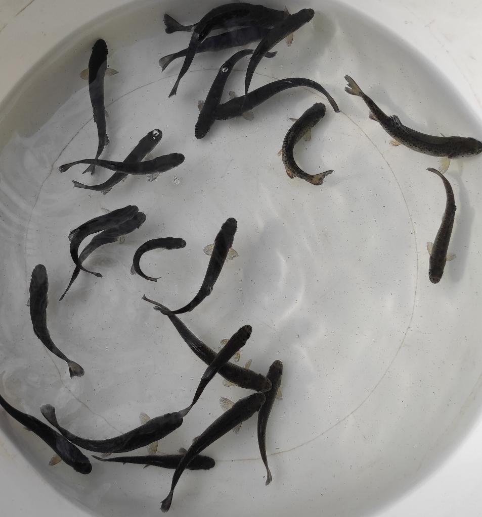 Jonge forel, Overige soorten