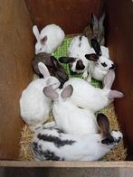 SLACHTKONIJNEN vleeskonijnen vanaf 3,5 kg, Dieren en Toebehoren, Meerdere dieren, Groot