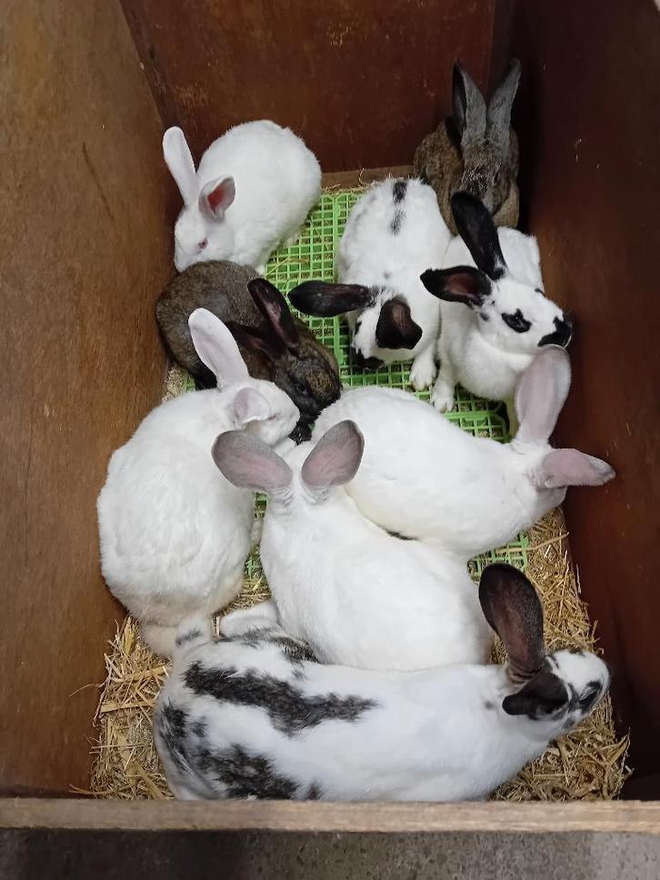 SLACHTKONIJNEN vleeskonijnen vanaf 3,5 kg, Dieren en Toebehoren, Konijnen, Groot, Meerdere dieren