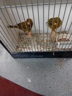 Mooien groote gezonde vogels kanaries, Dieren en Toebehoren