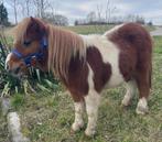 Shetland 2 ans, Jument, L