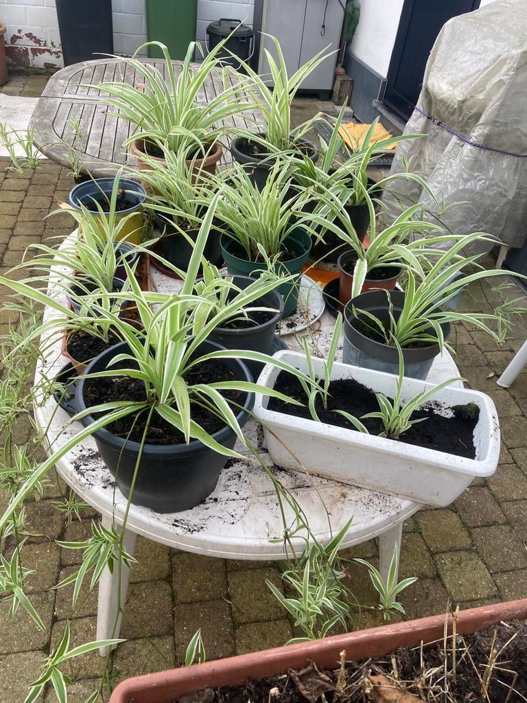 Verschillende potten graslelie’s, Ophalen