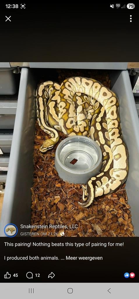 Op zoek kweek kopel koning Peyton