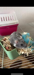 Blauwe hamster + grote kooi + toebehoren, Dieren en Toebehoren, Hamster, Mannelijk, Januari, Tam