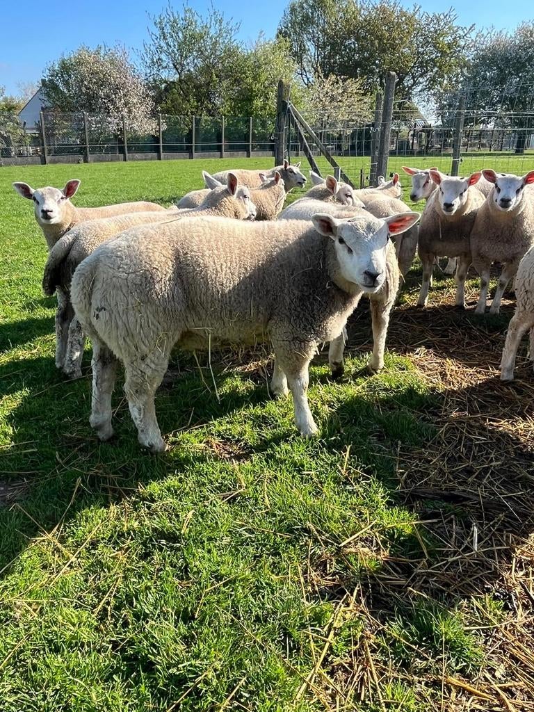 Schapen voor het feest