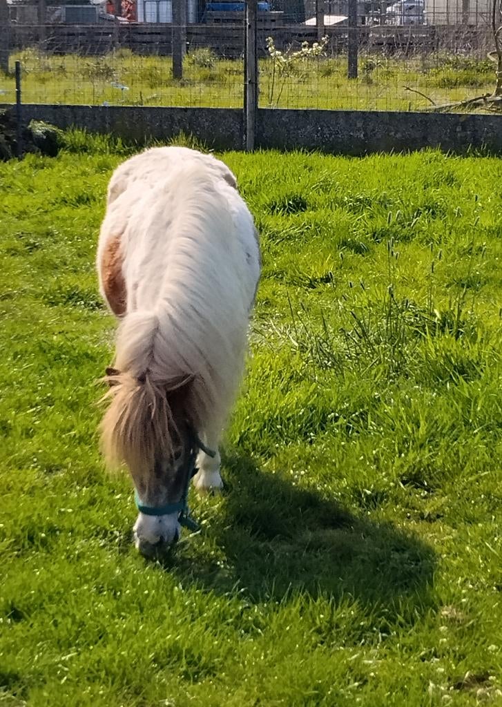 superlief stamboekmerrietje, Dieren en Toebehoren, Merrie, A pony (tot 1.17m), Met stamboom