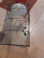 verblijf voor Cavia of Hamster kompleet met speeltjes, Ophalen, Zo goed als nieuw, Kooi, Cavia