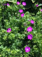 geranium sanguineum/roze, Jardin & Terrasse, Plantes | Jardin, Plein soleil, Enlèvement, Plante fixe, Été