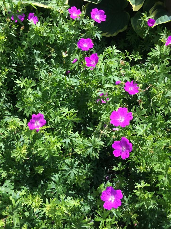 geranium sanguineum/roze, Jardin & Terrasse, Plantes | Jardin, Plante fixe, Couvre-sol, Plein soleil, Été, Enlèvement