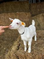 Papfleslammetjes melkgeiten zoeken nieuwe thuis, Dieren en Toebehoren, Schapen, Geiten en Varkens, Mannelijk, Geit, 0 tot 2 jaar